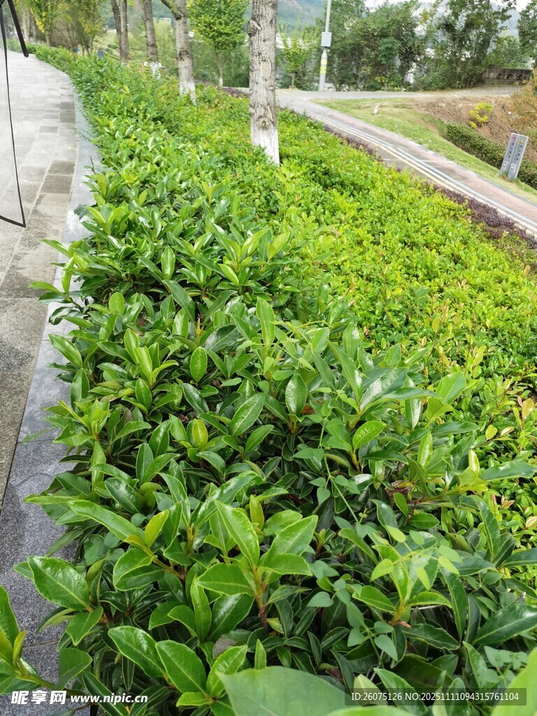 路边整齐的绿植景观