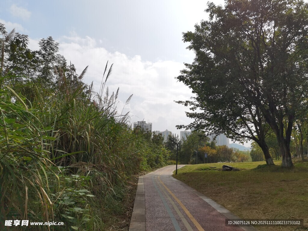 林间小径自然风光旖旎