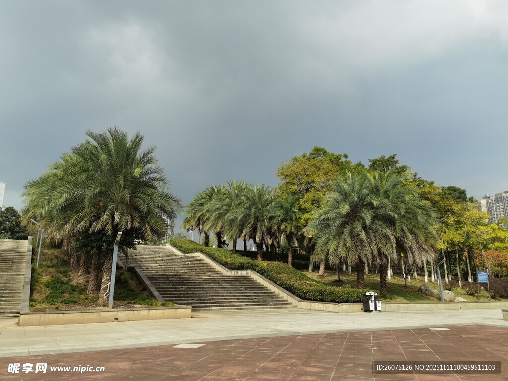 校园棕榈树景观大道