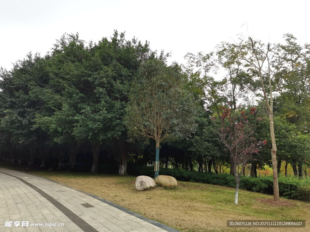 公园林荫道旁的自然景致