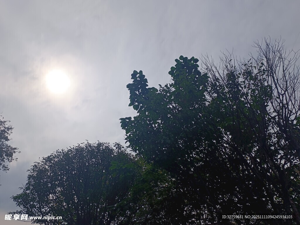 阳光穿透树木的朦胧景象