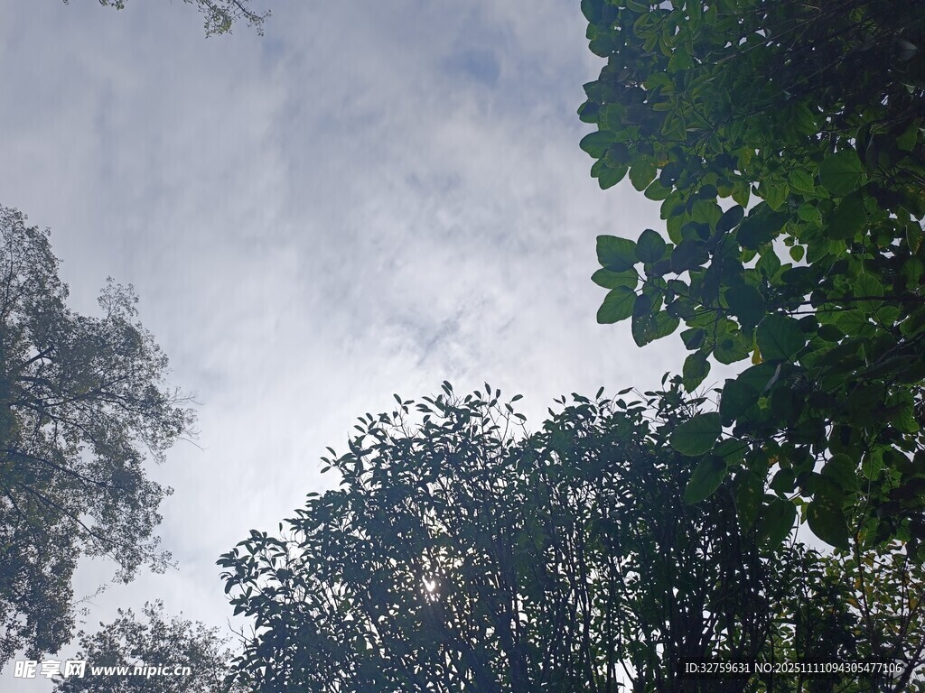 仰视绿树与天空景象