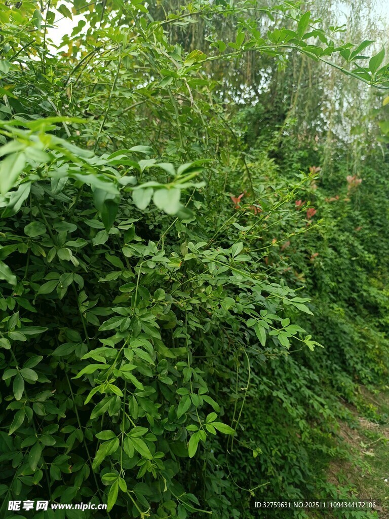 繁茂绿植 