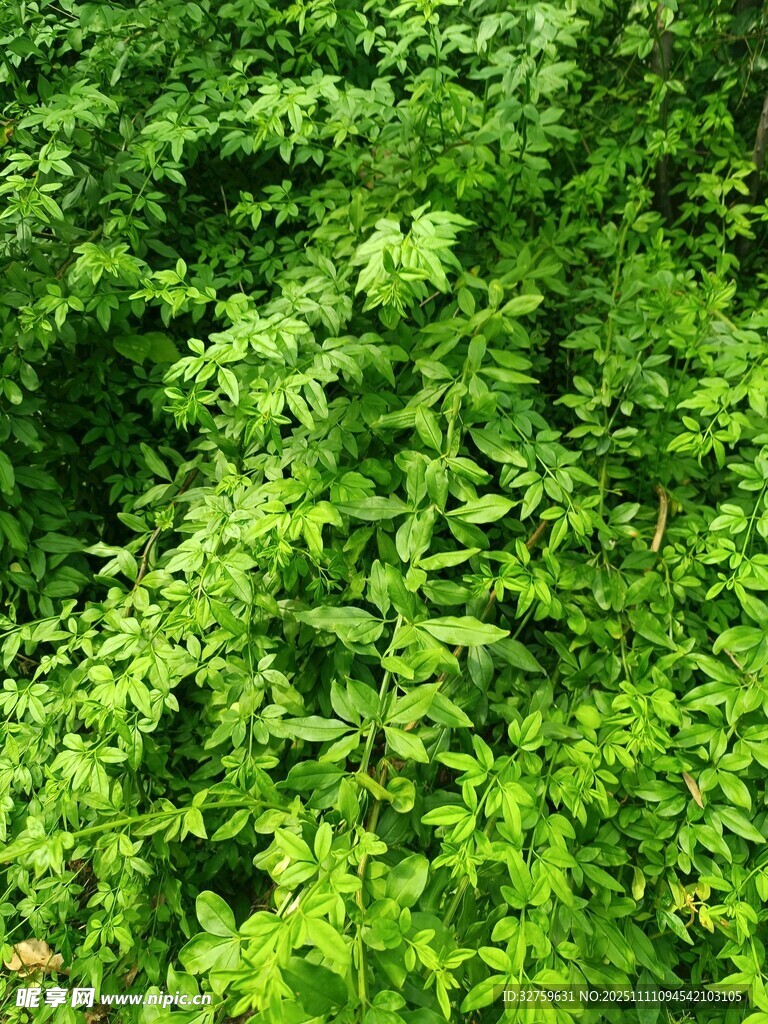 翠绿繁茂的植物景观