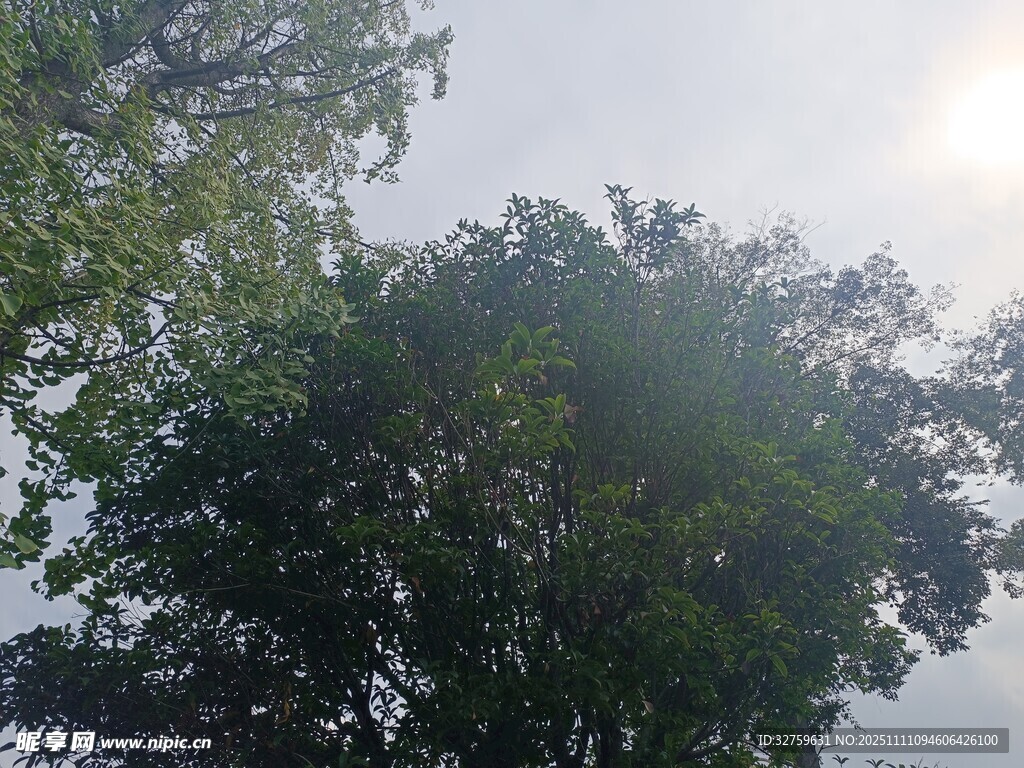 阳光下的葱郁树木