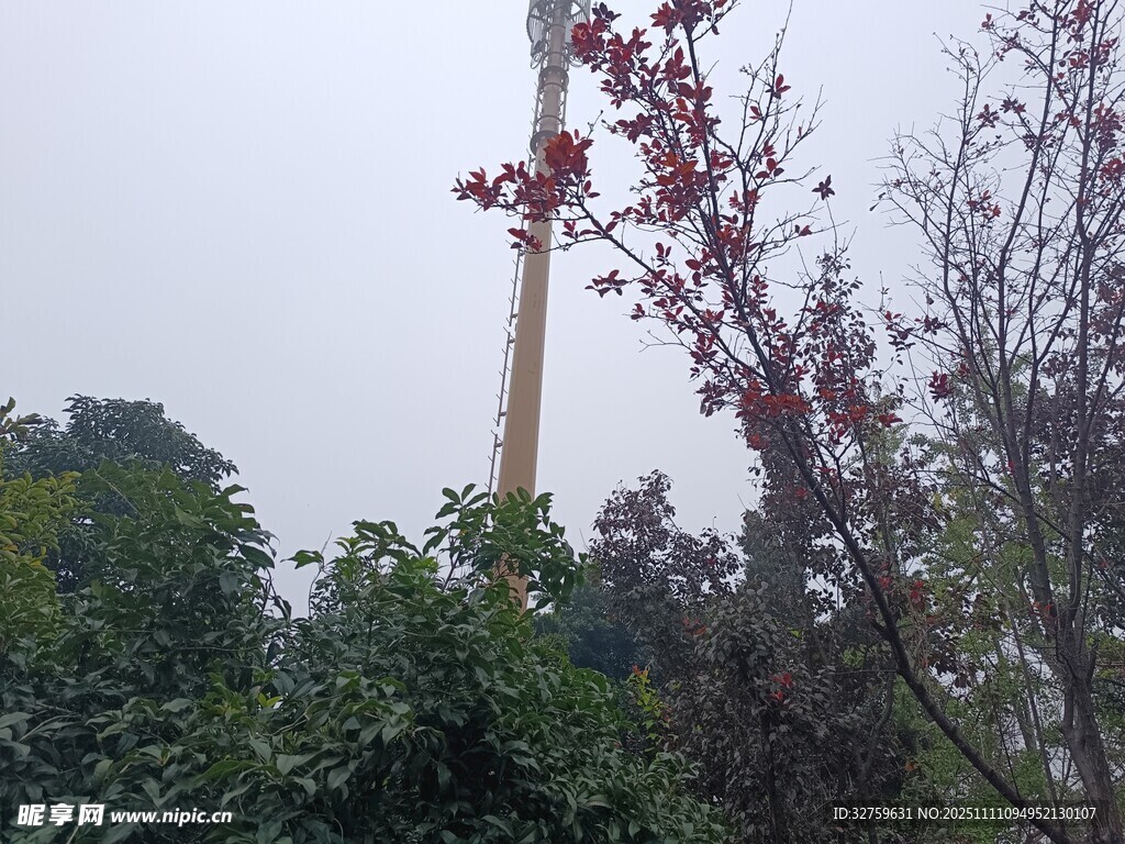 户外树木与远处信号塔