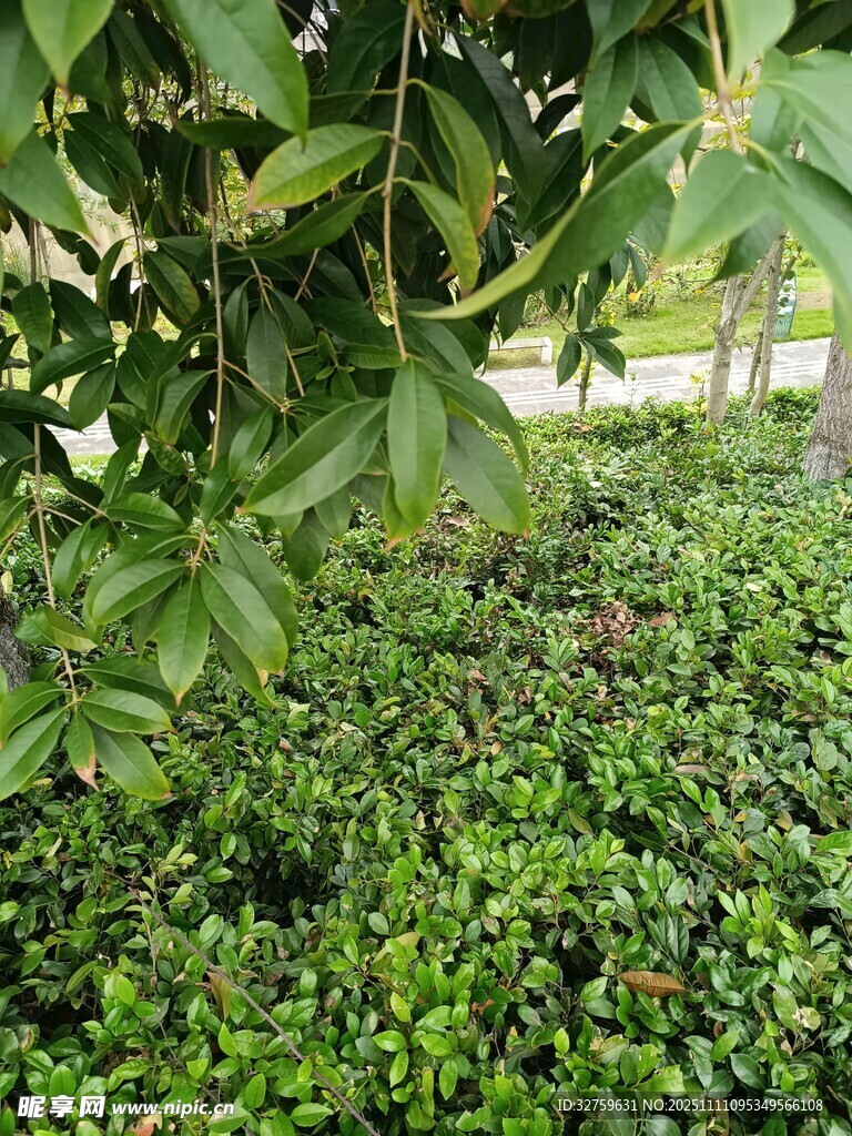 绿叶繁茂的植物景观