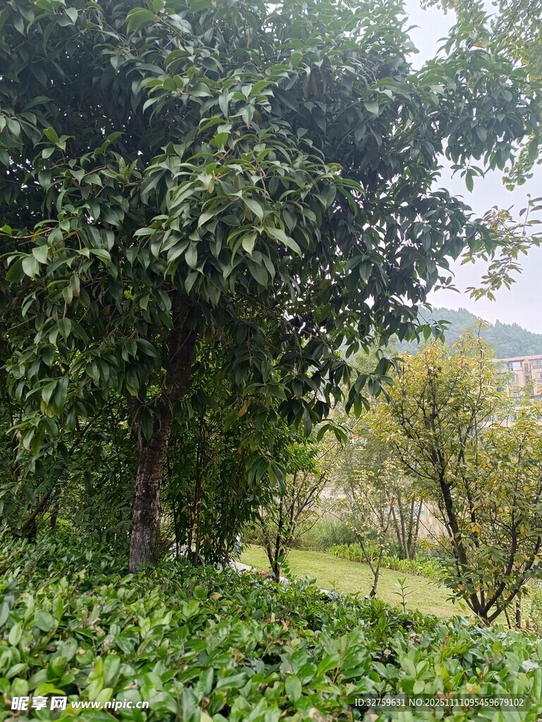 绿意盎然的户外自然景致