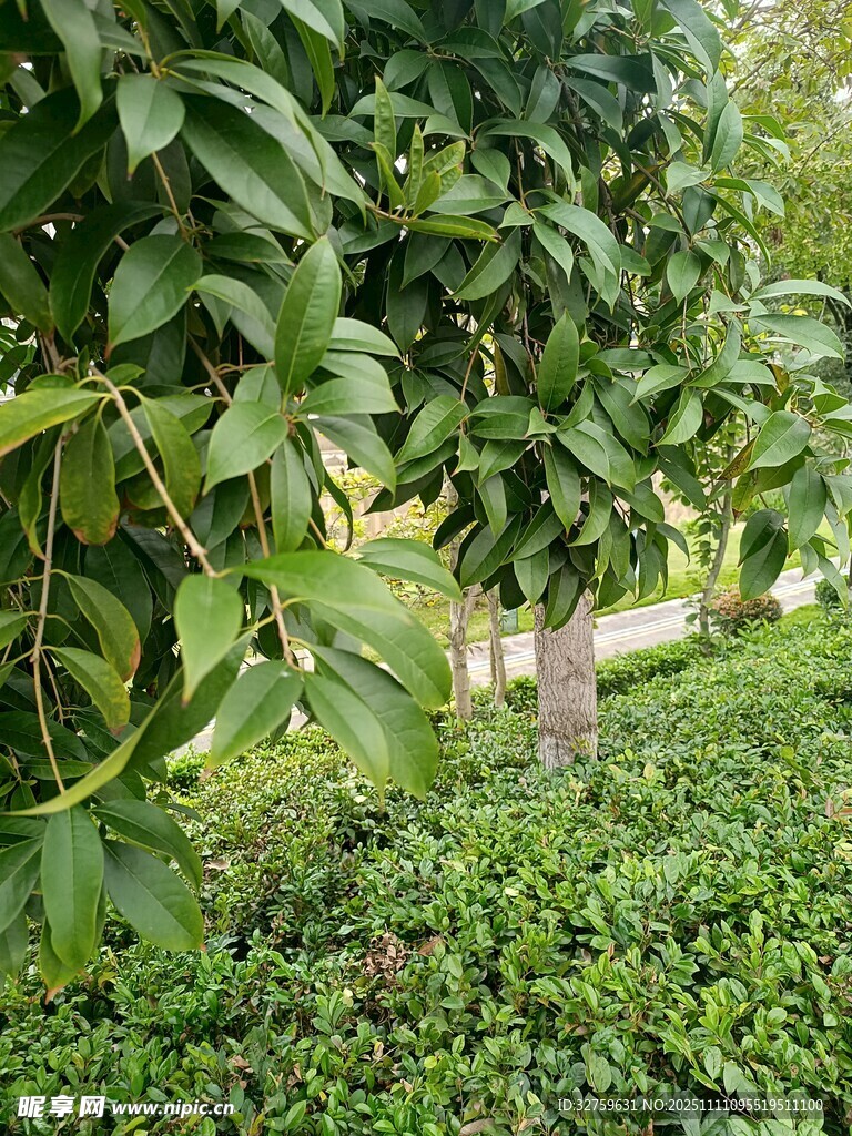 绿叶繁茂的植物景观