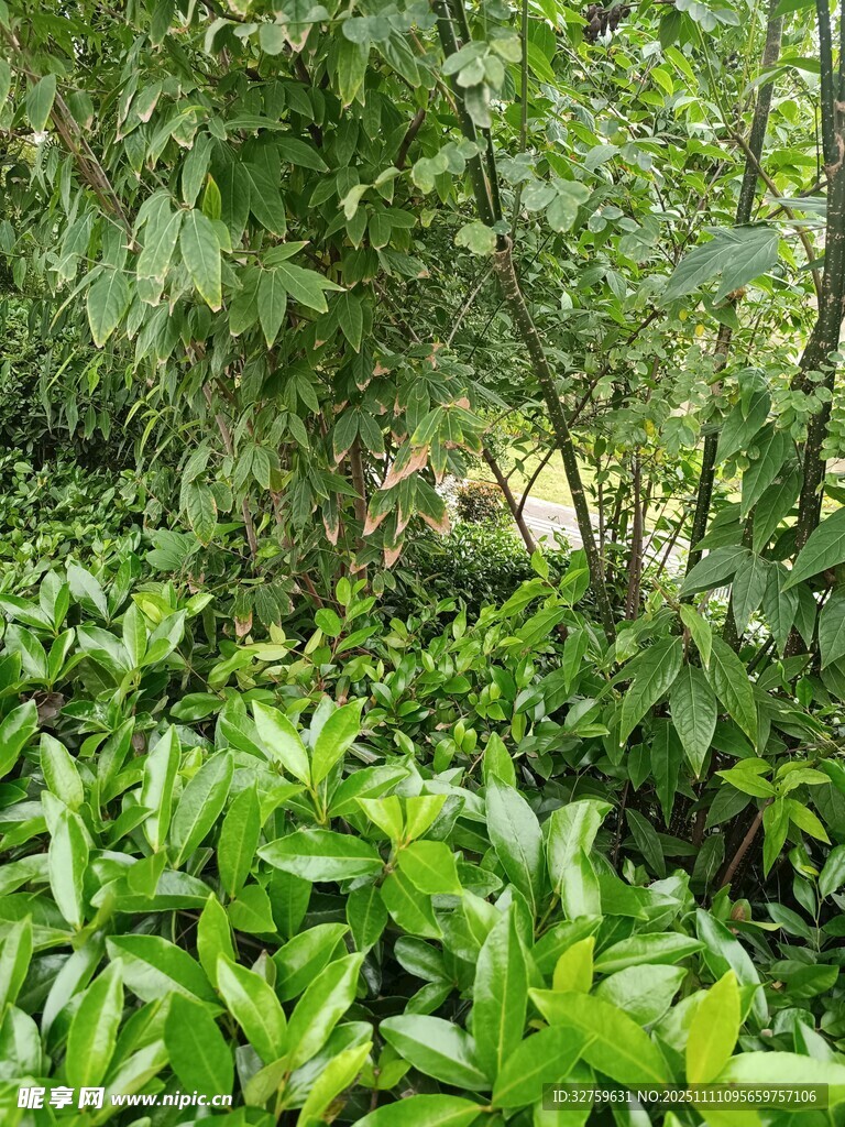 茂密绿植景观