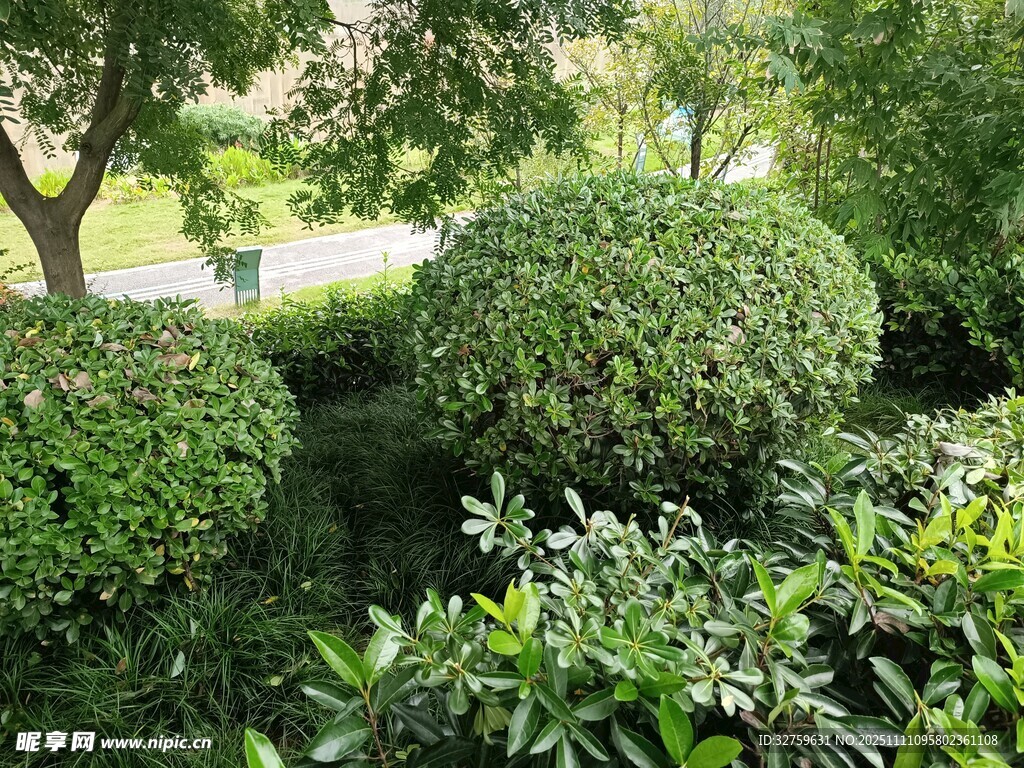 绿意盎然的园林灌木景观