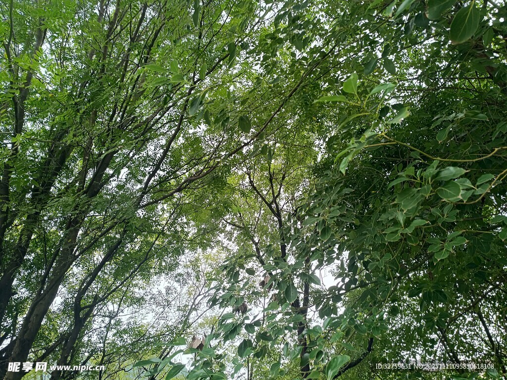 茂密树林绿意盎然