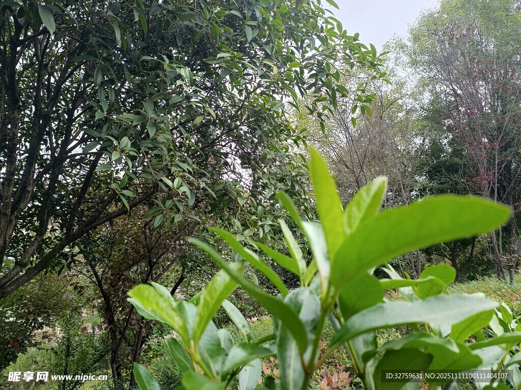 绿意盎然的繁茂植物景观