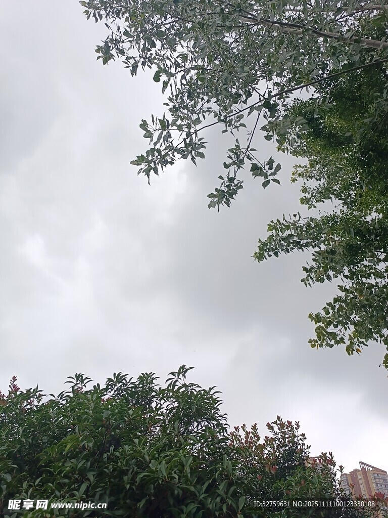 绿树掩映下的灰白天空