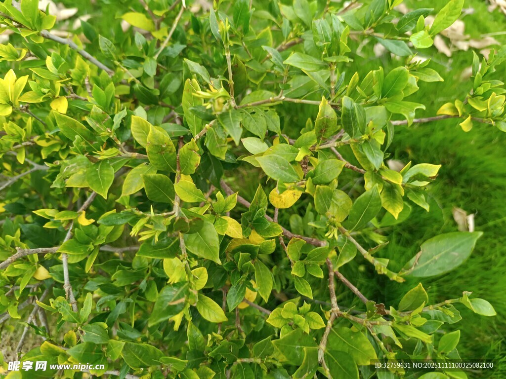 绿叶繁茂的清新植物景观