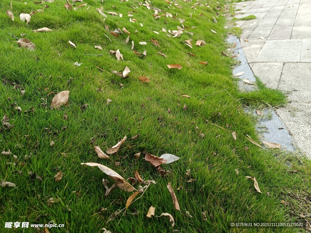 草地边散落的枯黄树叶