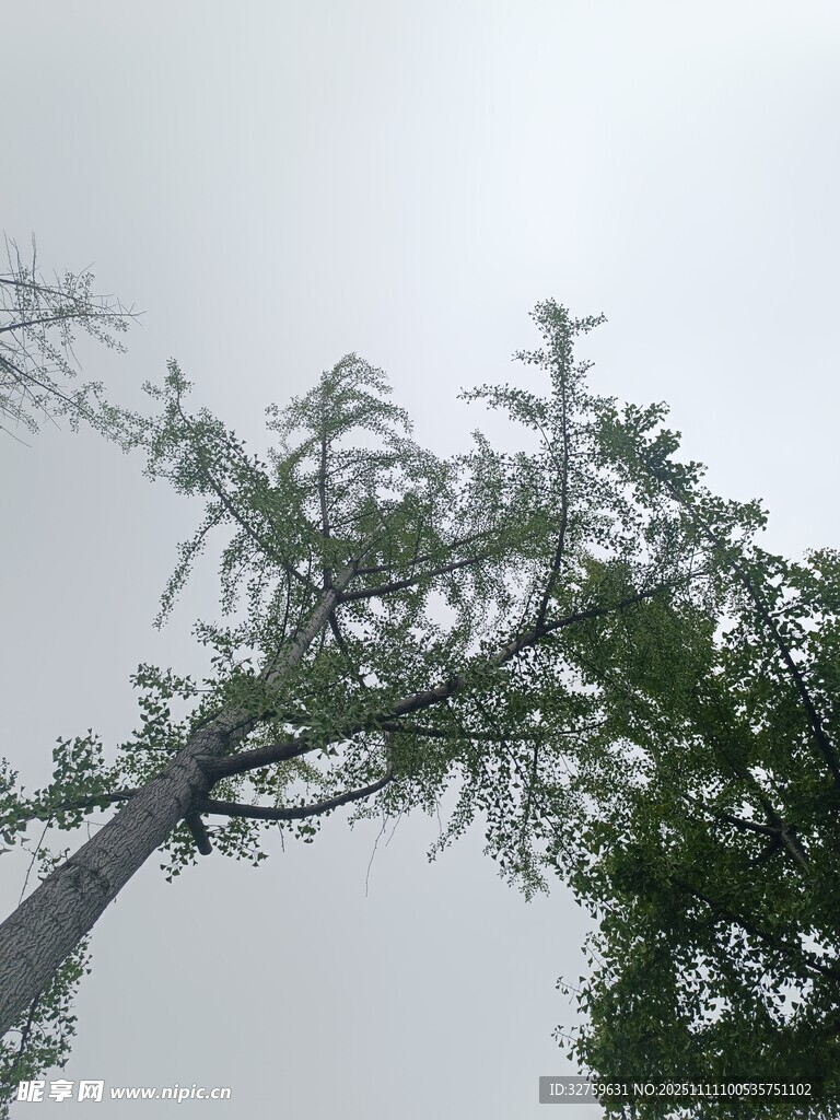 倾斜树干上的繁茂枝叶