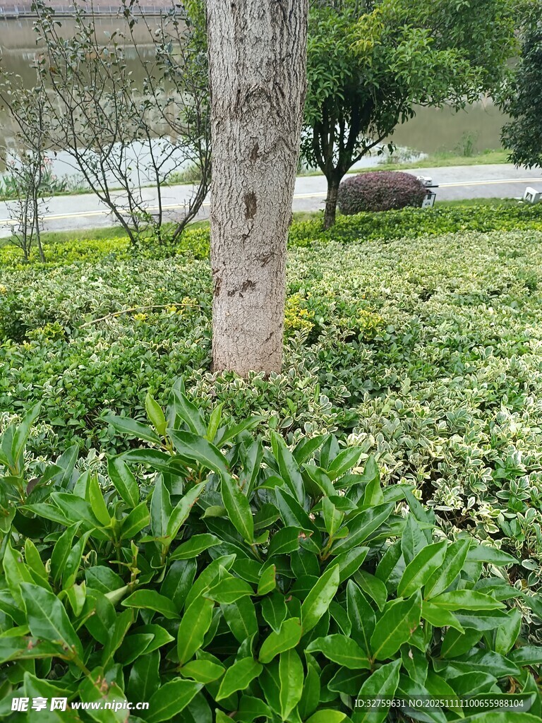 绿意盎然的草地与树木