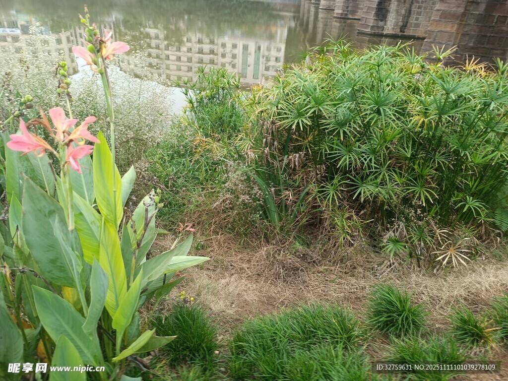 庭院绿植花卉景致