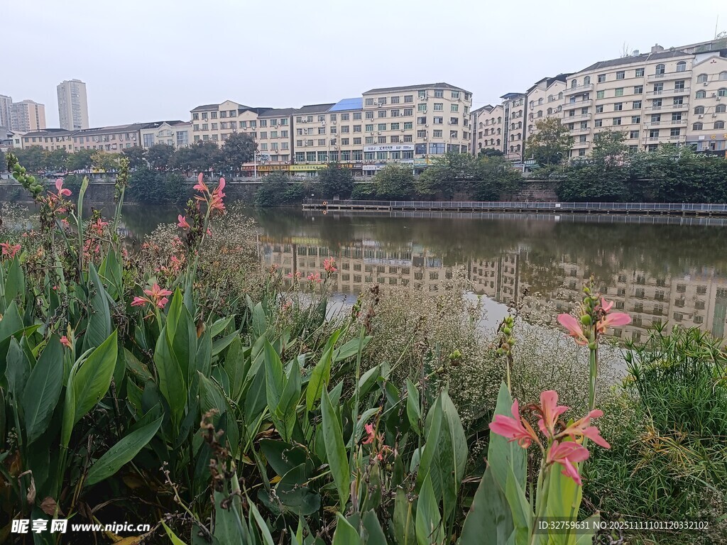 河畔美人蕉与城市建筑景