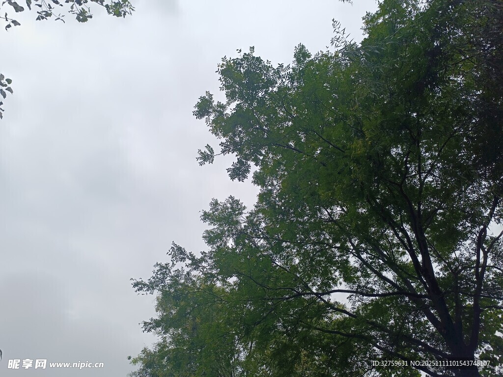 仰视绿树与灰白天空