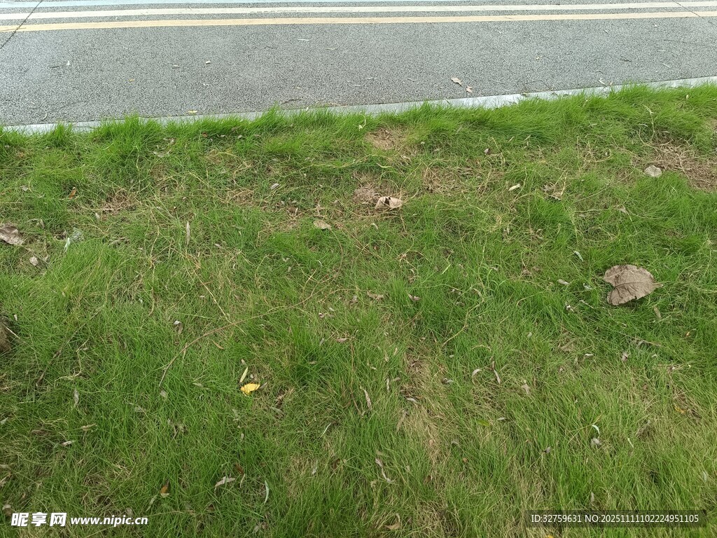 路边草地景象