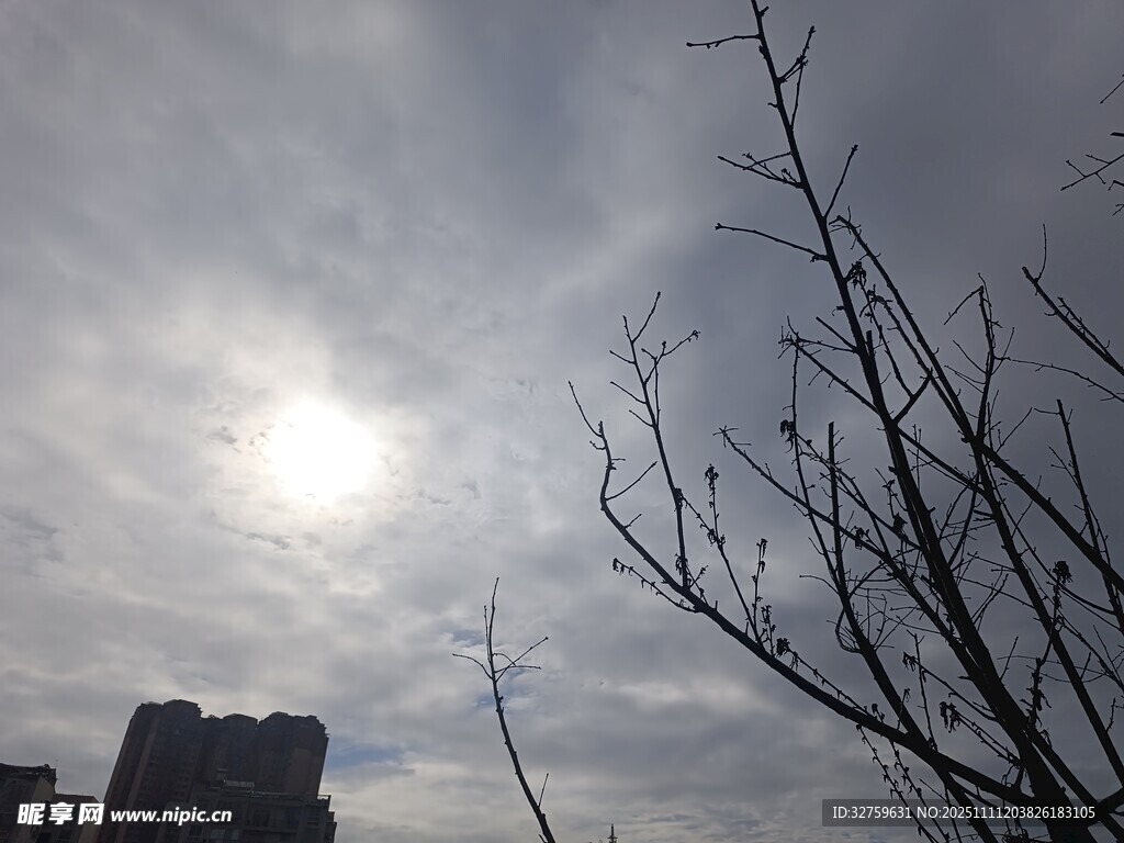 冬日枯枝旁的朦胧日光