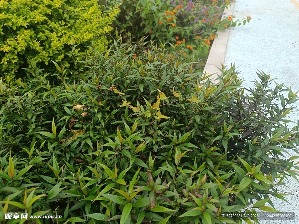 绿叶繁茂的灌木丛