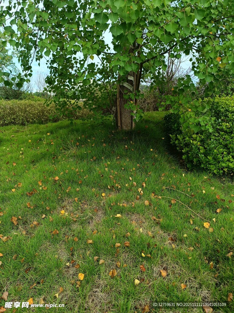 绿意盎然的户外自然场景