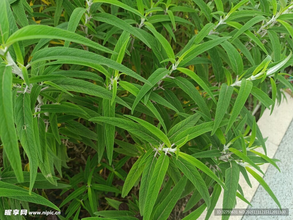 翠绿细长叶片的清新植物