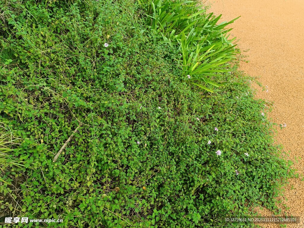 翠绿草地与土坡的景致