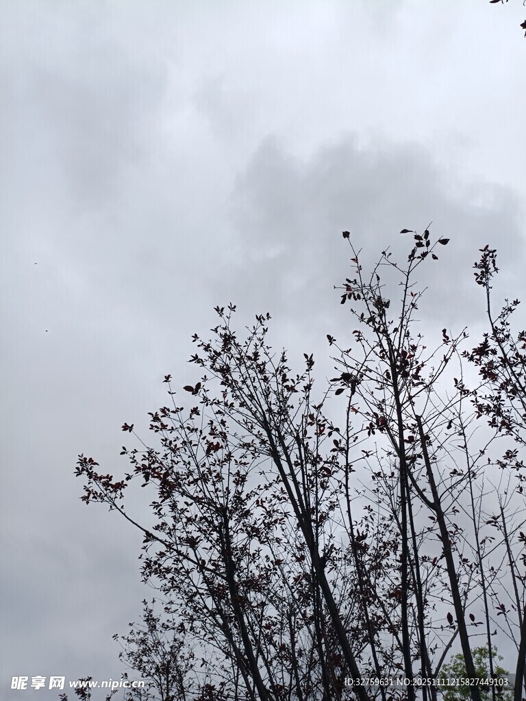 阴天中的稀疏树木