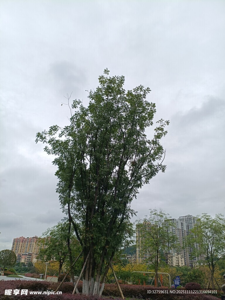 独立绿树于城市背景中