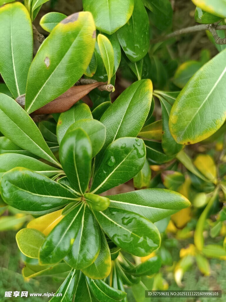 翠绿繁茂的植物叶片