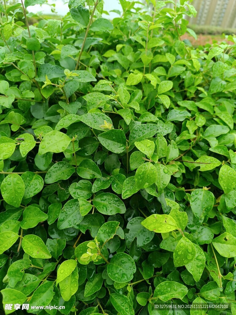 翠绿繁茂的绿叶植物