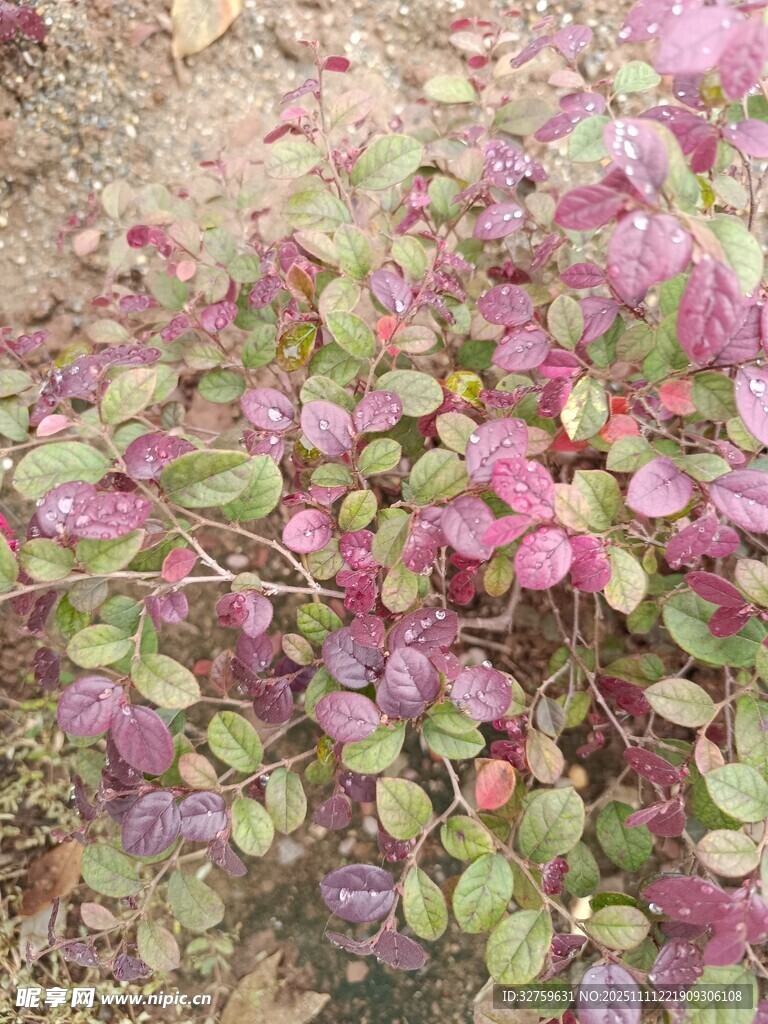 紫色覆地植物特写
