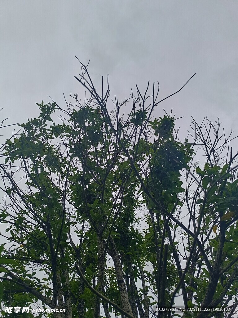 枝头绿意与光秃枝干交织