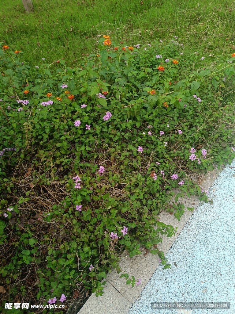 路边多彩花草景观