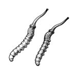 冬虫夏草手绘图案