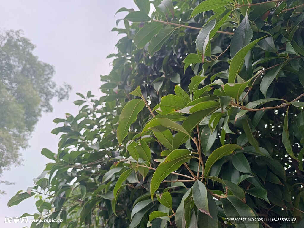 绿叶繁茂的树木景象