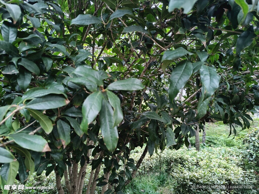 繁茂茶树 