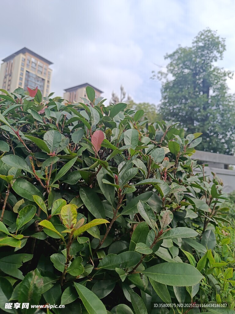 绿叶间的果实与繁茂植物
