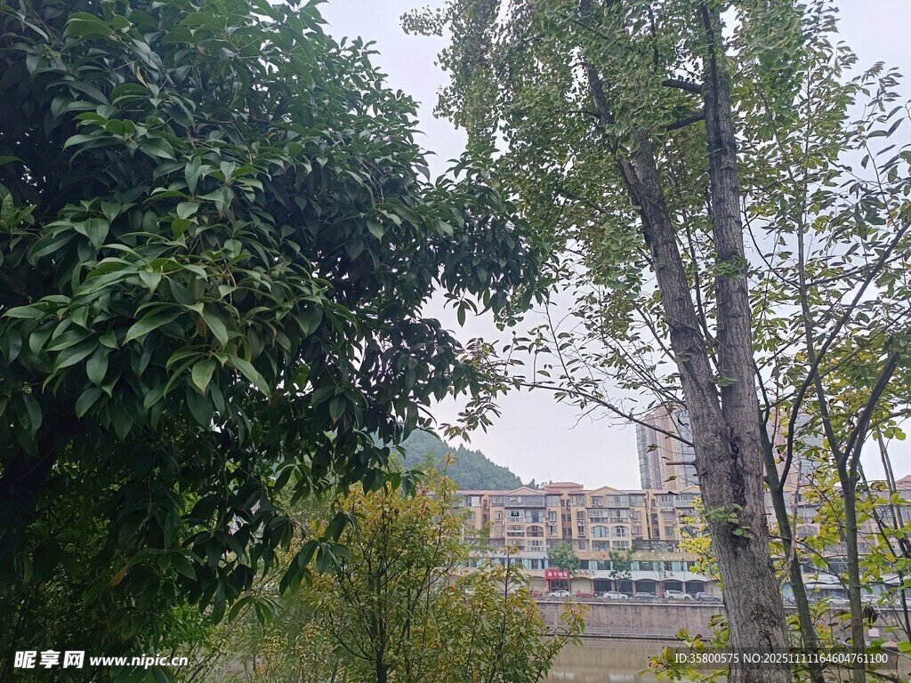 户外绿树与远处建筑景观