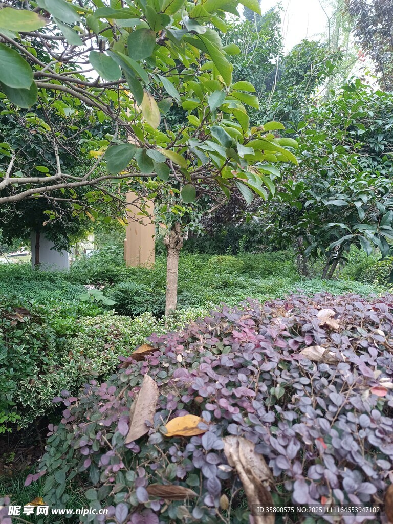 花园中多彩植物景观