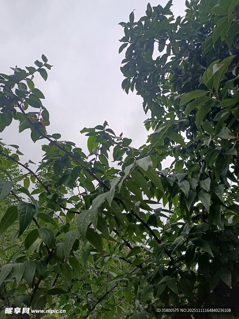 绿叶繁茂的树冠景象