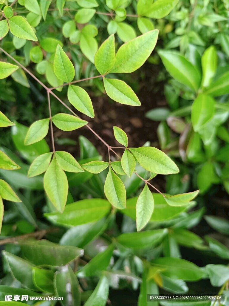 翠绿繁茂的枝叶特写