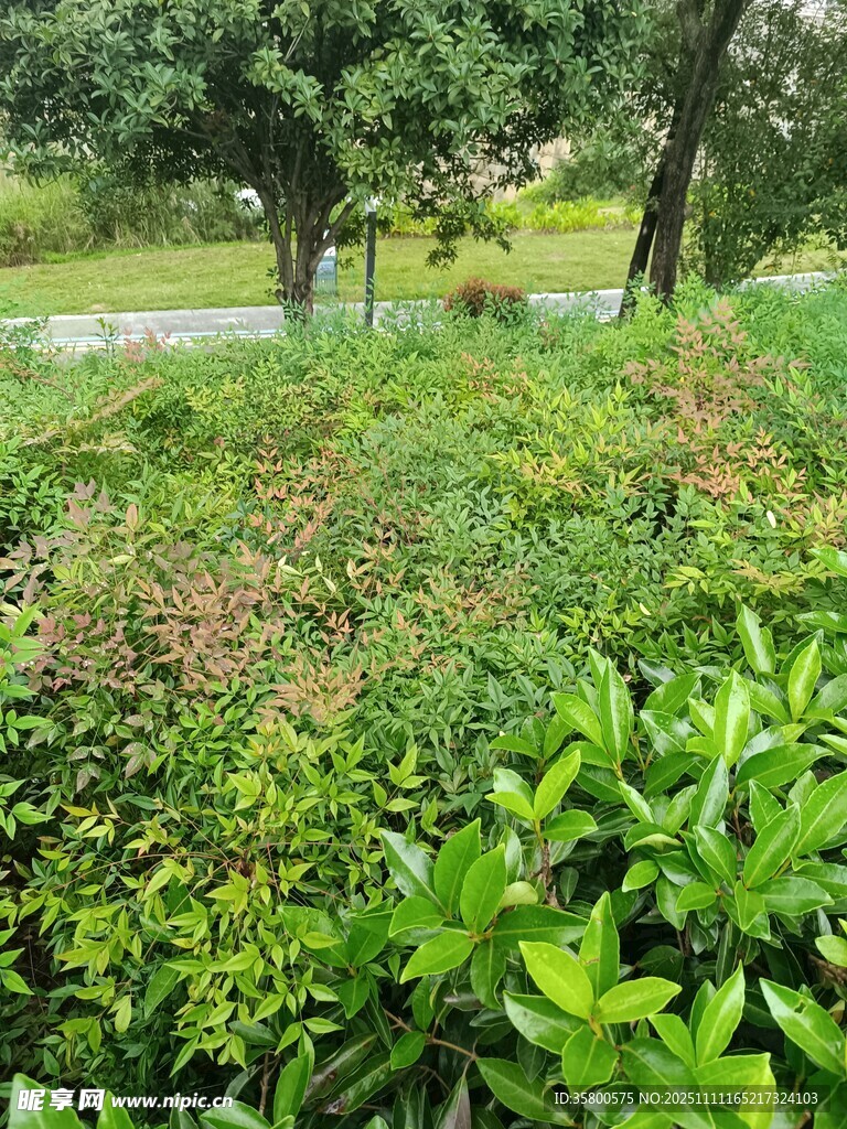 绿意盎然的户外植物景观