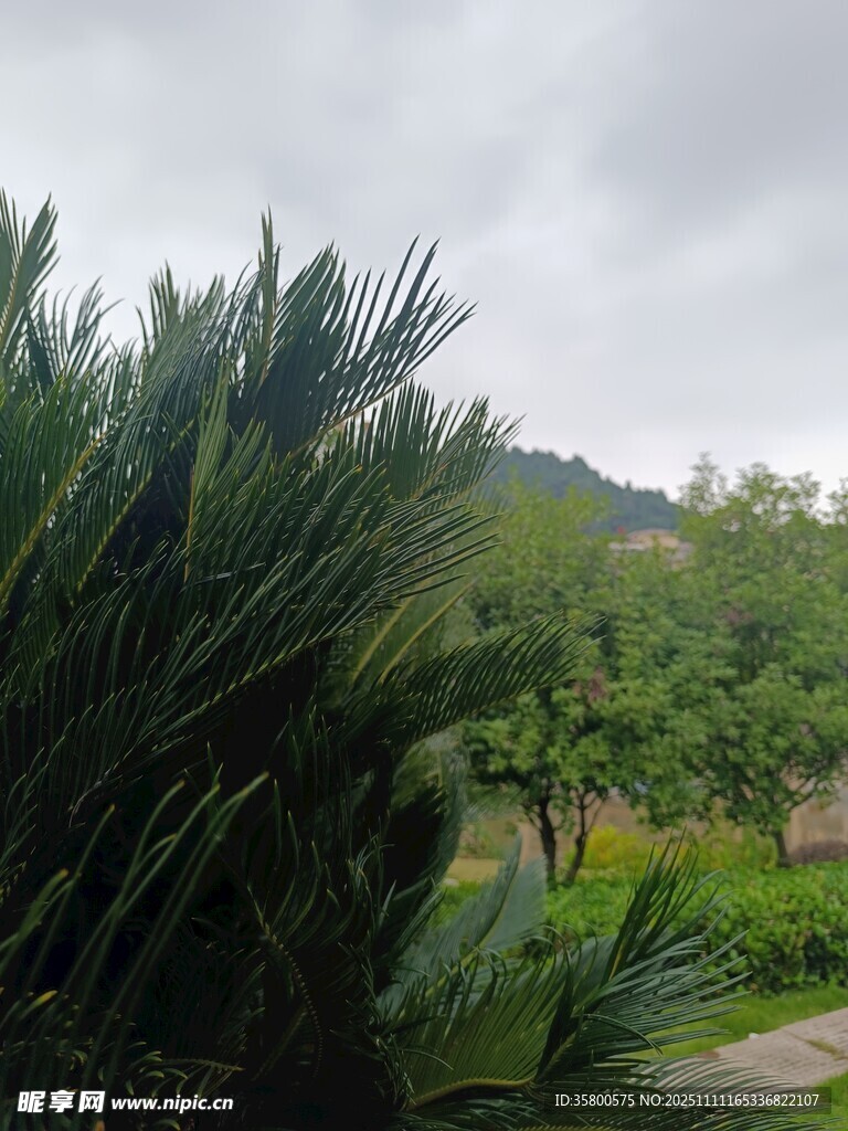 绿意盎然的户外植物景观