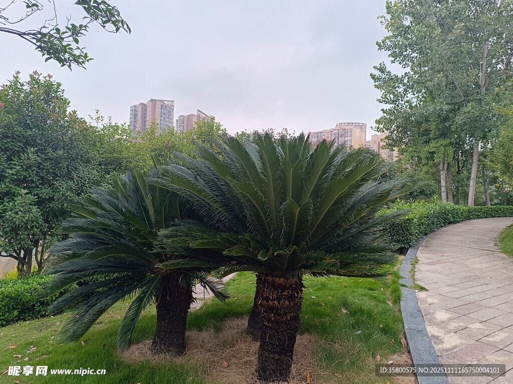 路边的两株苏铁植物