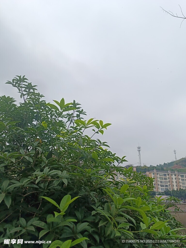 绿意盎然的户外植物景观